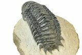 Detailed Crotalocephalina Trilobite - Atchana, Morocco #311687-4